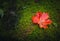 Flat lay picture of a red maple leaf, Acer platanoides L., lying on moss or natural ground