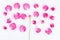 Flat lay pink rose petals on white background.top view