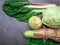 Flat lay series of assorted green vegetables, fresh organic raw produce, fiber and vitamins rich