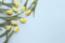 Flat lay spring flowers. Yellow tulip flowers on blue background. Top view. Minimal floral mock up concept. Add your text.