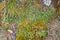 Flat lay surface of dense growth of colorful mosses and lichen, no shadows horizontal natural early spring