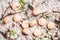 Flat-lay of sweet macaron cookies and white blossom flowers