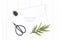 Flat lay top view elegant white composition paper botanic garden plant tarragon leaf pine cone tag and vintage metal scissors on