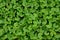 Flat lay top view of gotu kola green leaves