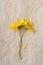 Flat lay of two yellow daisy flowers on aged parchment paper. Verticla with copy space