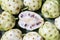 Flat lay view of Cheese fruit Noni fruit in Rarotonga Cook Islands