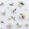 Flat lay of wild cherry twigs with young green leaves, inflorescence with buds and flowers on light blue background