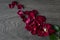 Flat lay of a withered rose and scattered petals on a wooden background