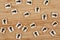 Flat Lay of Wooden Question Marks on a wooden background