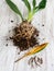 Flat lay of yellow leaf and diseases of orchid roots, breeding Cambria orchids. Care of roots of houseplant. Cutting roots. Home