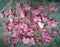 Flat layout, top view, delicate light pink oleander flowers randomly laid out on wooden natural surface