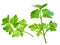 Flat-leaved parsley