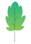 Flat minimal leaf of bush, shrub, tree, wild plant icon. Cartoon park or garden, spring landscape element. Environmental