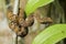 Flat-nosed pitviper snake Trimeresurus puniceus on tree branch