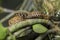 Flat-nosed pitviper snake Trimeresurus puniceus on tree branch