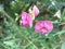 Flat pea or Narrow-leaved everlasting-pea (Lathyrus sylvestris)