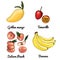Flat peach Vector food icons of fruits. Colored sketch of food products. Saturn peach, bananas, tamarillo, golden mango