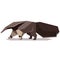 Flat polygonal Giant anteater