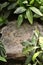 Flat rock nestled between forest vegetation still life