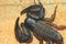 Flat rock scorpion