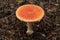 Flat round red amanita mushroom on a background of brown leaves