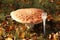 Flat round red amanita mushroom with white plastic fork on a background of brown leaves