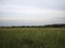 The flat rural mown field begins to turn green again. There is a cloudy evening sky over the field