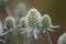 Flat sea holly Eryngium planum White Glitter, flowers