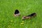 Flat shoes left in grass