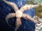 Flat-spined Brittle Star