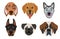 Flat style dog head icons. Cartoon dogs faces set. Vector illustration isolated on white background