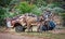 Flat tire on a donkey cart