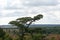 FLAT TOPPED TREE IN BUSH LANDSCAPE