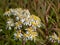 Flat topped white aster (Aster umbellatus) flowering with flat topped clusters of starry white daisies