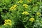 Flat topped yellow flower heads of common tansy
