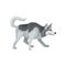 Flat vectir icon of playful Siberian husky. Adult domestic dog with gray coat and blue shiny eyes. Home pet. Human s