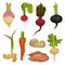 Flat vectoe set of different root vegetables. Natural and healthy product. Organic food icons. Cultivated plants