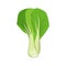 Flat vector of Bok choy isolated on white