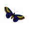 Flat vector of bright blue-yellow butterfly. Flying insect with two pairs of wings with beautiful pattern. Nature theme