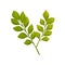 Flat vector design of branch with green leaves. Small tree twig with fresh foliage. Nature and botany theme