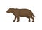 Flat vector design of brown epicyon, side view. Powerful mammal animal form ice age. Large extinct beast