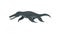 Flat vector design of large liopleurodon with sharp teeth. Prehistoric marine animal from ice age. Sea creature