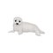Flat vector design of lying seal pup lying. Funny marine mammal with gray coat and black eyes. Arctic animal