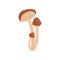Flat vector icon of armillaria mellea or honey fungus. Edible forest mushrooms with brown caps and long stalks. Natural