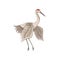 Flat vector icon of beautiful red-crowned crane. Bird with long beak, legs and neck. Wildlife theme