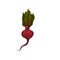 Flat vector icon of big ripe beet with root and green leaves. Organic vegetable from garden. Food theme