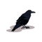 Flat vector icon of black crow raven. Bird with big beak. Divination theme. Flat vector element for book or mobile game