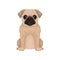 Flat vector icon of cute pug puppy. Small domestic dog with round head and short muzzle. Element for poster or banner of