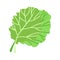 Flat vector icon of a fresh collard. Green leafy vegetables. Healthy ingredients for vegetarian salads