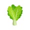 Flat vector icon of fresh collard. Leafy green vegetable. Healthy ingredient for vegetarian salad. Organic food